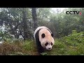 大熊猫国家公园白水江园区 甘肃大熊猫数量稳中有升 生物多样性日益丰富 | CCTV中文《新闻直播间》