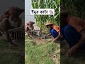 কৌশলে ইঁদুর ধরা ১১২ agriculture #viralvideo #funny #shorts