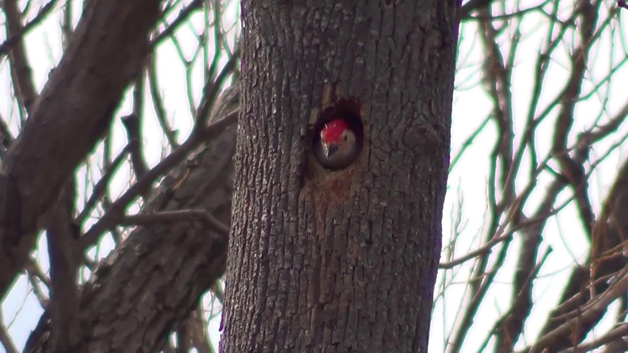 Red-Bellied Woodpecker Cleans House HQ HD - YouTube