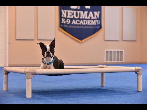 eli-(boston-terrier)-boot-camp-dog-training-video-demonstration