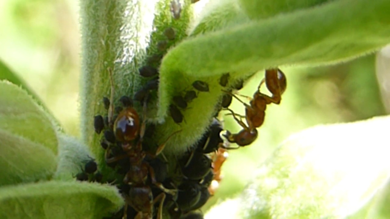 Red Ants - Myrmica rubra  - Feeding on honeydew - Aphis fabae -  Maurar - Blaðlýs