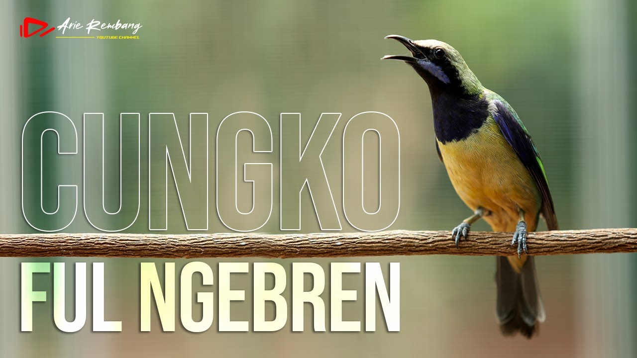 MASTERAN CUNGKO GACOR FULL NGEBREN