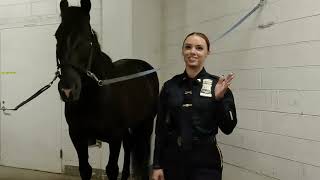 Wild Wyoming Horse Now Part Of NYPD