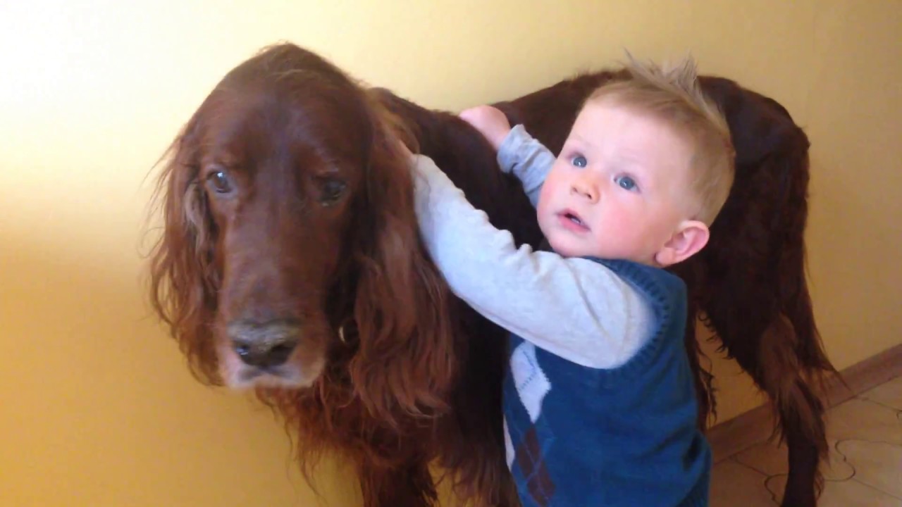 baby irish setter