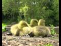 Canada Geese Goslings