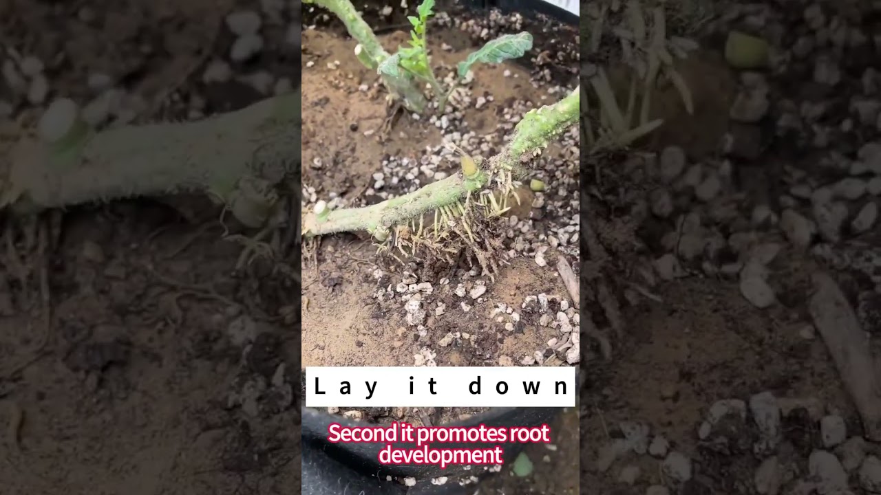 A trick w/ tomato planting is to plant horizontally & leave the top vertically above ground