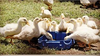 Integrated Fish cum Duck Farming a profitable Model|Duck farming in POND|Khaki Campbell🦆|बतख पालन |