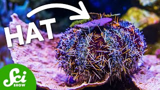 Are Sea Urchins USING TOOLS?!