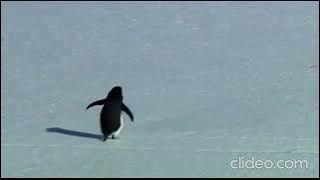 Penguin guts theme (full version)