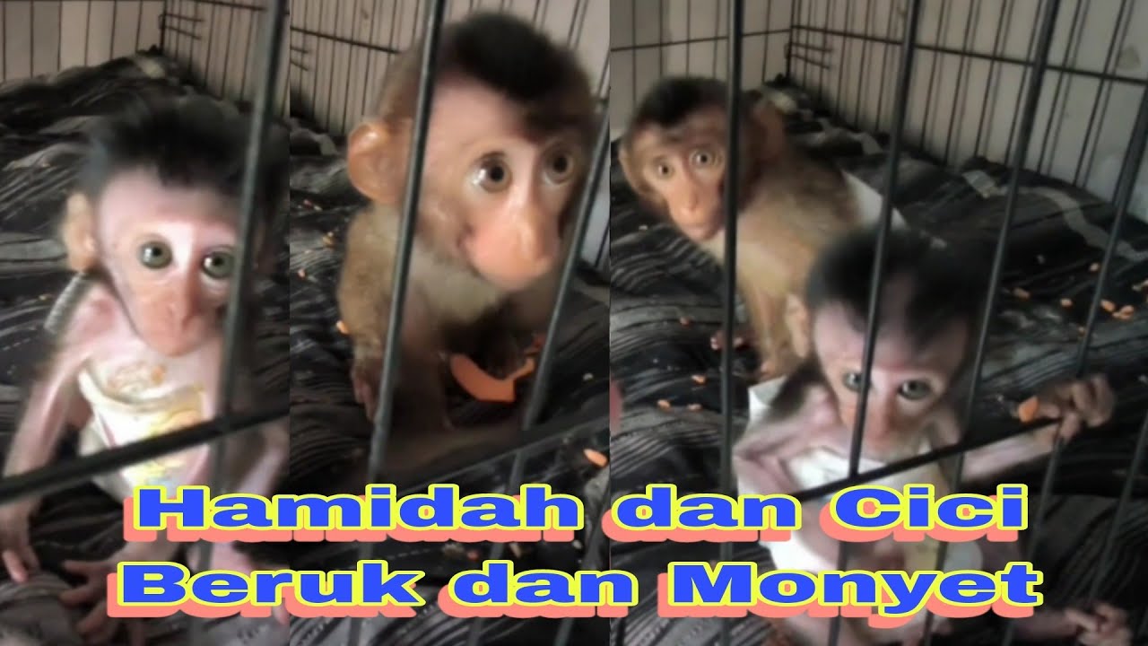 Cici dan Hamidah 🐒💕 