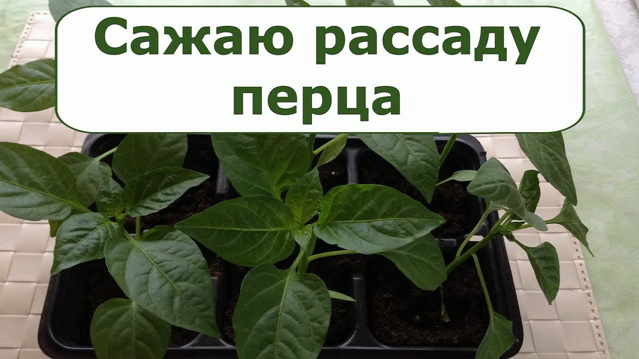 рассада перцев всходы. садим перец. высадка рассады в открытый грунт. пикировка перца огонек. высаживание рассады перца.