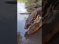 Lizard vs Eel vs Python — Who Eats the Biggest? 😱 #shorts