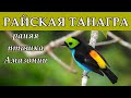 РАЙСКАЯ ТАНАГРА - Ранняя пташка Амазонии