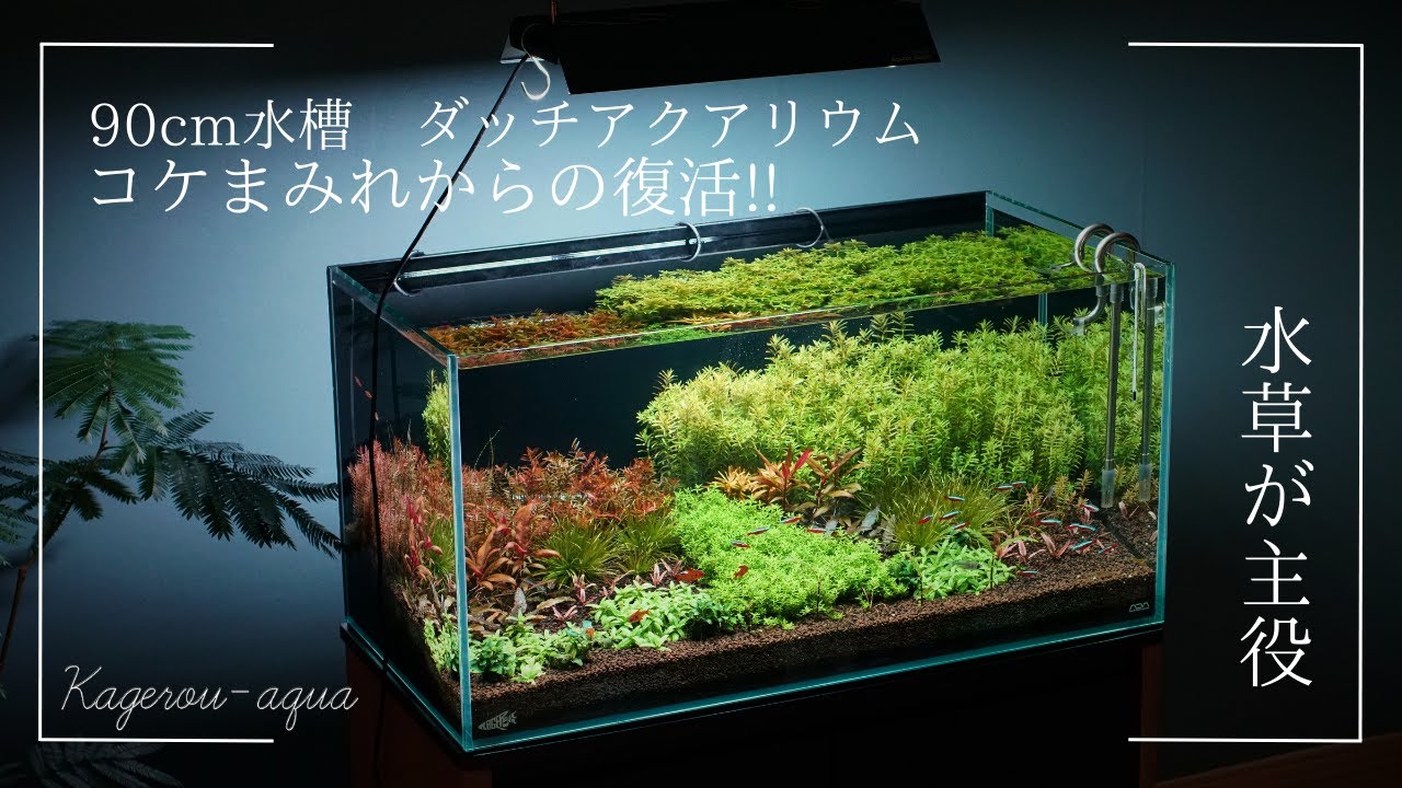 リセットを覚悟していた水槽が復活しました。/ 90cm水槽ダッチアクアリウム
