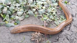 Best Eel Fishing | Catching Yellow Monster Eel Fish From Under Deep Mud