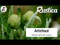 Lartichaut grosvert de laon