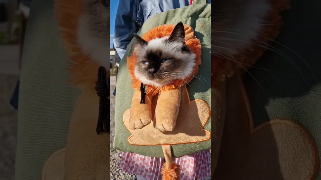 Je ne suis pas un chat, je suis un lion maintenant ! 🤣👍❤️ 