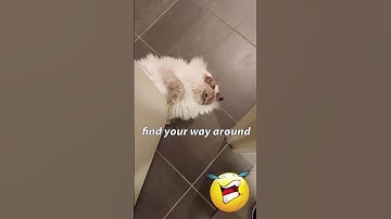 OMG! 🤣 HELP! 🐱FUNNY RAGDOLL CAT IN THE WAY! | #cat #funnycat #Shorts