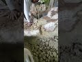 Waterfall project River rock and upper bowl mortar work - Part 6  #construction #waterfall