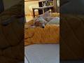 Time for a nap #dogsofyoutube #goldenretreivers #burkewaynethegolden #fypシ #naptime #pets #nap #dog
