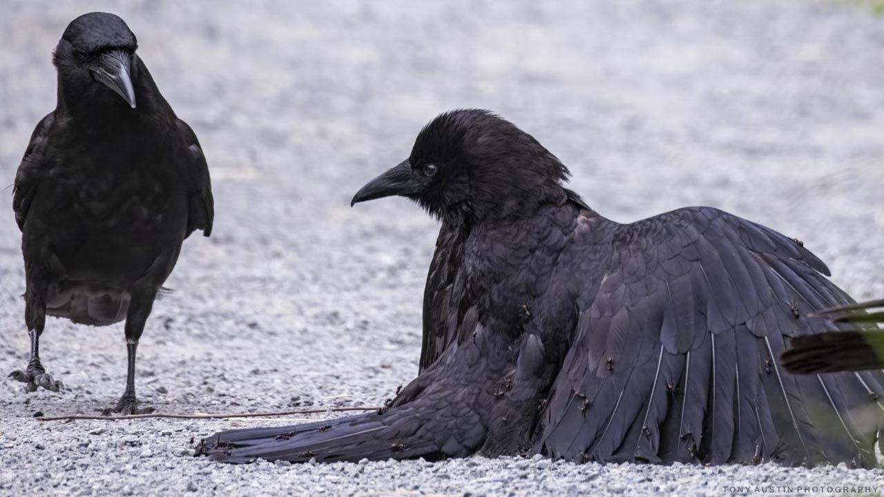 The Fascinating Way Crows Use Ant Hills as a Cure When They’re Sick