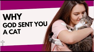 WHY GOD SENT YOU A CAT! | Feline spirituality |  PART B #catviralvideos #catviral #catviralvideos by Cat Supplies 2 views 15 hours ago 14 minutes, 15 seconds