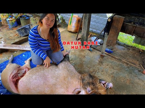 Video: Cara Mencurahkan Daging Babi Hutan