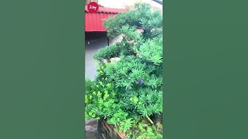 Bước 1 cách cắt tỉa tùng la hán #tùnglahán #bonsai