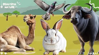 The sound of the bustling animal world: Camel, Rabbit, Buffalo, Pigeon