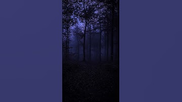 Thumbnail of Night sounds in the forest