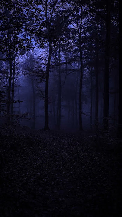 Suara malam di hutan