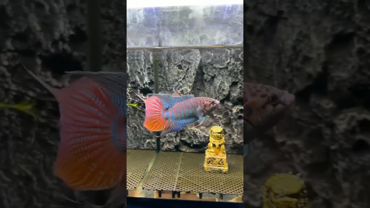 Chinese betta fish | Paradise fish | impored fish