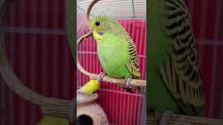 acha colour acche chicks||love birds classes quality of breeding viral video