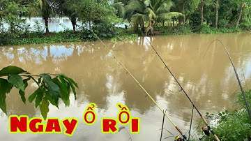 Câu Cá Mè Vinh Mùa Nước Nổi - Giật Cá Giải Trí Liên Tục | Fishing - Miền Tây
