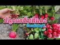 ปลูกแรดิชสีแดง 2019 ที่ไทย ในแปลงขนาดใหญ่ ตั้งแต่เพาะเมล็ด ถึงเก็บหัว