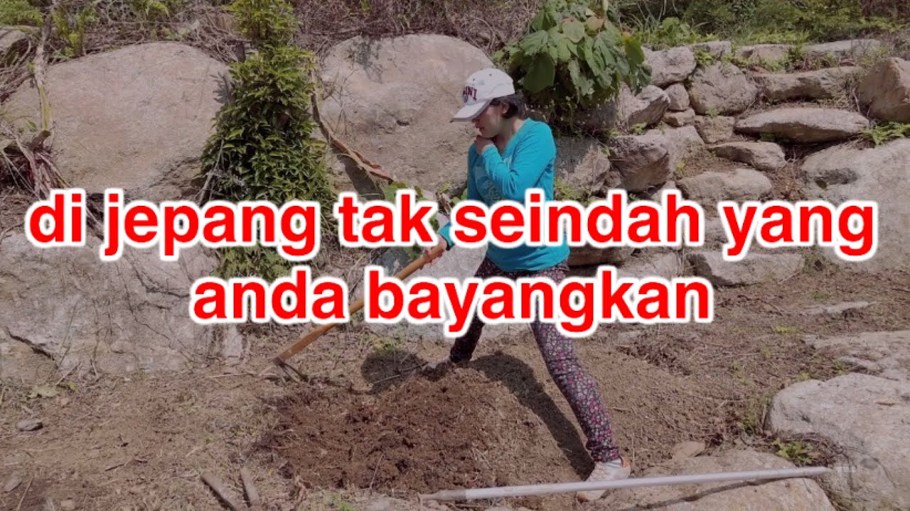 ⁣nyangkul di kebun jepang.penuh dengan batu permata dan akar gingseng