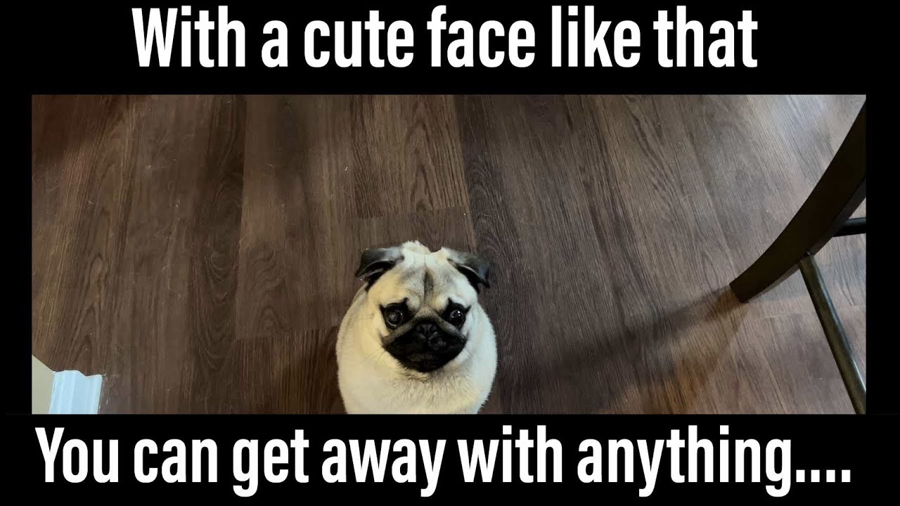 Pug Henry really could use some manners