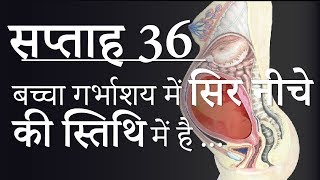 Pregnancy Hindi Week By Week - Week 36 गर भ वस थ - सप त ह 36 - Month 9