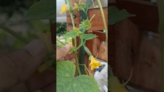 🥒🔥 Prune Cucumbers Like This for Bigger Yields! #shorts #cucumber #garden #gardeningtips #farming