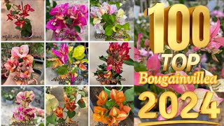100 Top Beautiful Bougainvillea Varieties 2024 With Names And ID / Bougainvillea Plant