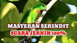 MASTERAN AMPUH ‼️ SERINDIT GACOR SPEED RAPAT PANCINGAN SERINDIT MASTERAN MURAI BATU BURUNG JUARA