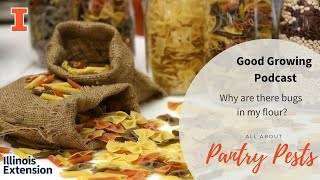 Good Growing Videocast - Pantry Pests with Sarah Hughson | #GoodGrowing