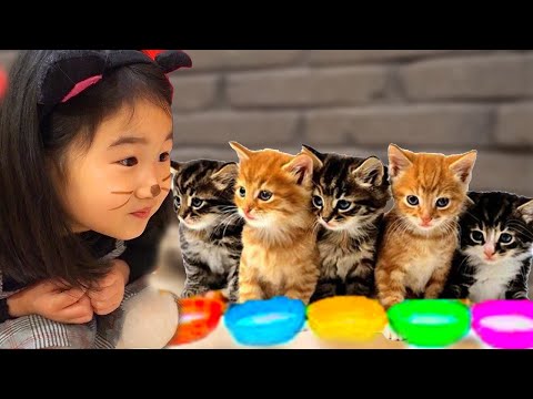 Boram - Funny Videos with Cat and Other Animals