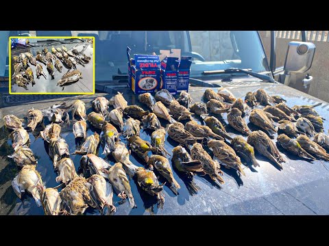 مشوار صيد صلنج و مطوق و سم ن في جبال لبنان مغامرة أسطورية