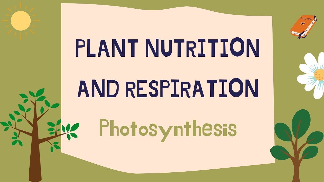 Plant nutrition and respiration: Photosynthesis
