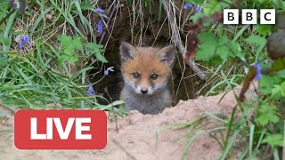 🔴 LIVE wildlife cameras 🐣 30 May 🌺 BBC Springwatch 2023