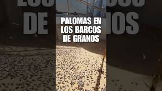 ¿Por qué no usan REDES en BARCOS de GRANOS?