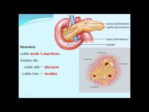 Video: Diferența Dintre Glucagon și Glicogen