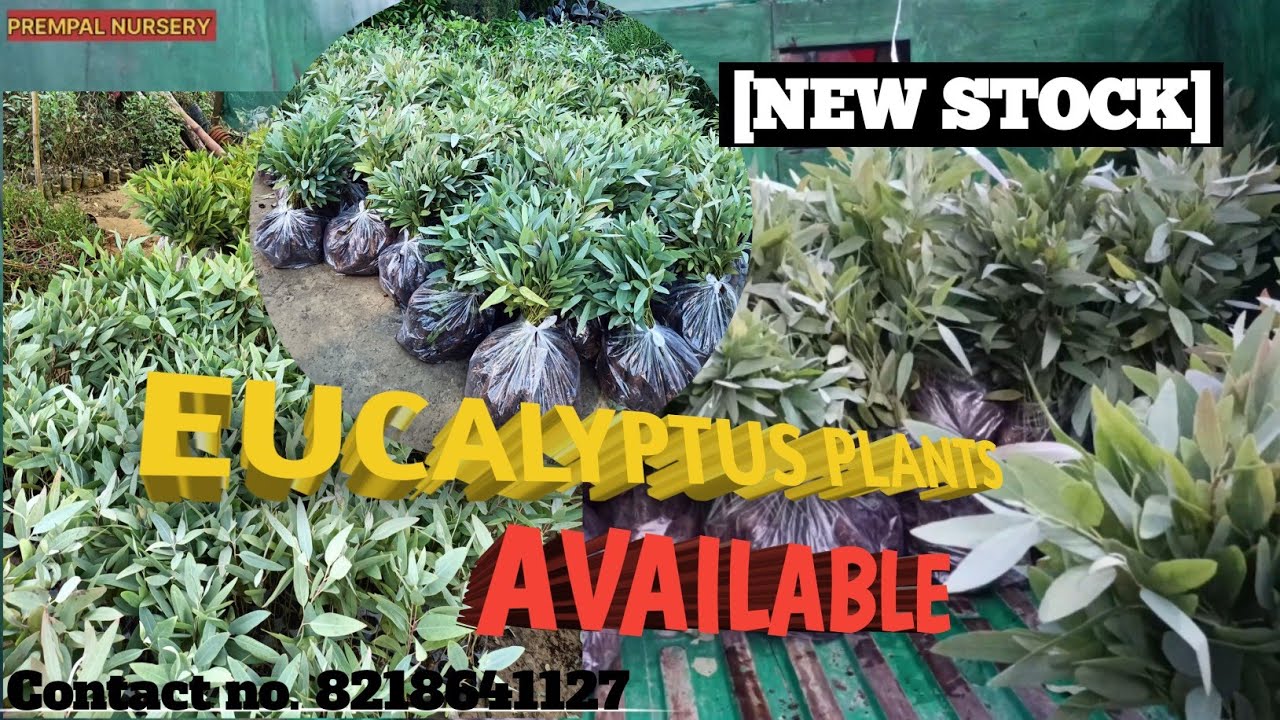 [NEW STOCK] Eucalyptus plant 🌱🌱available in prempal nursery Bareilly (M