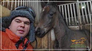 Ранчо на Урале/ Родился еще один жеребенок/ Отсортировали жеребят от нянек